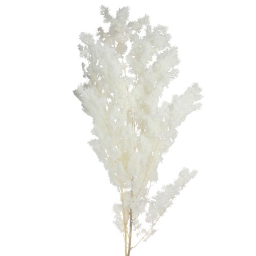 Floristik24 Voorjaarsasperges Asperges ingemaakt Wit 55-70cm 100g