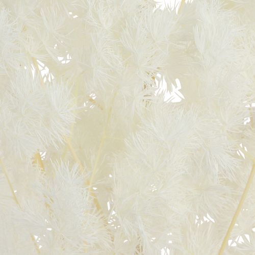 Artikel Voorjaarsasperges Asperges ingemaakt Wit 55-70cm 100g