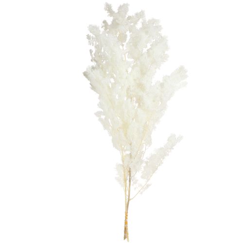 Artikel Voorjaarsasperges Asperges ingemaakt Wit 55-70cm 100g