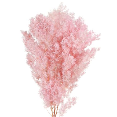 Floristik24 Veerasperges Droge decoratieasperges Roze 55-70cm 100g