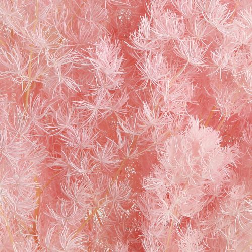 Artikel Veerasperges Droge decoratieasperges Roze 55-70cm 100g