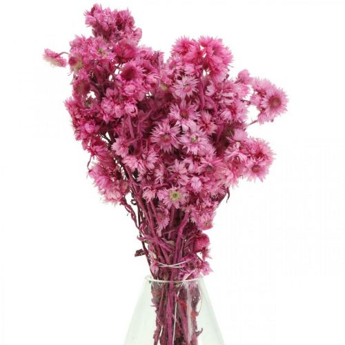 Floristik24 Mini Strobloem Roze Gedroogde Bloem Rotsbloem H20cm 15g