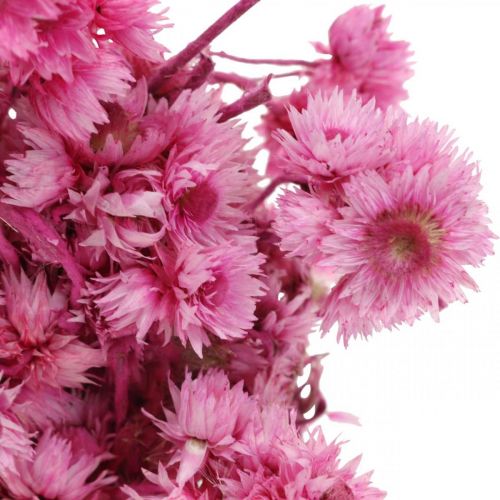 Artikel Mini Strobloem Roze Gedroogde Bloem Rotsbloem H20cm 15g