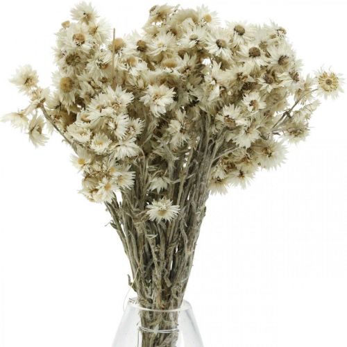 Floristik24 Mini Strobloem Witte Gedroogde Bloem Deco Rotsbloem H20cm 15g