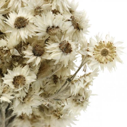 Floristik24 Mini Strobloem Witte Gedroogde Bloem Deco Rotsbloem H20cm 15g