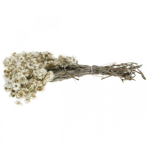 Floristik24 Mini Strobloem Witte Gedroogde Bloem Deco Rotsbloem H20cm 15g