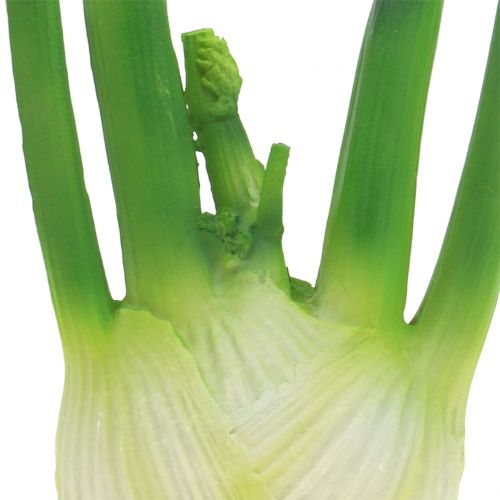 Floristik24 Venkel 15cm