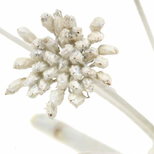 Floristik24 Decoratieve tak venkel, wit gewaxt h22cm