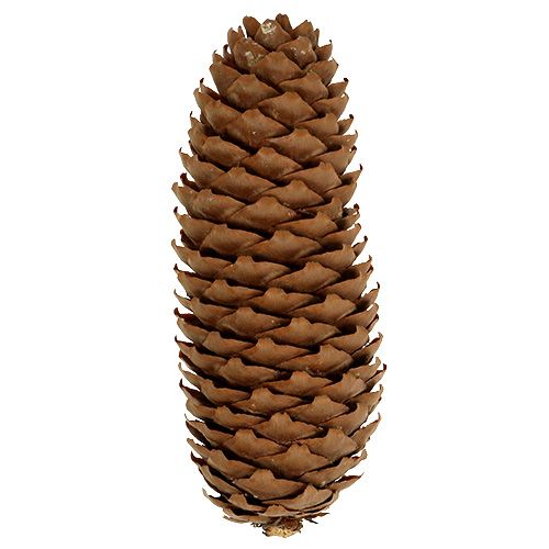 Artikel Vuren kegels naturel 5kg dennenappels