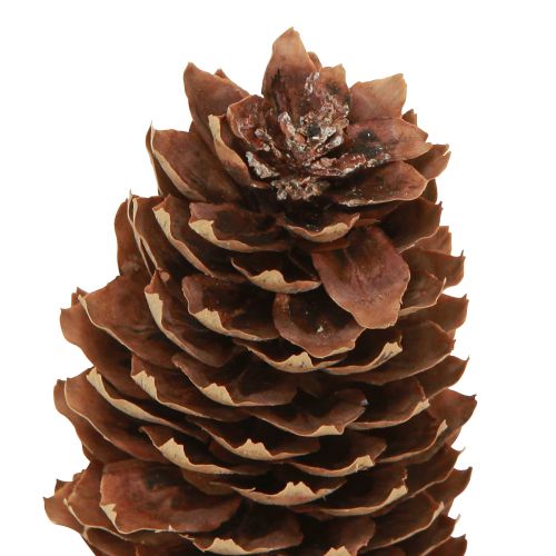 Artikel Vuren kegels natuurlijke decoratieve kegels voor ambachten 10-11cm 5 st
