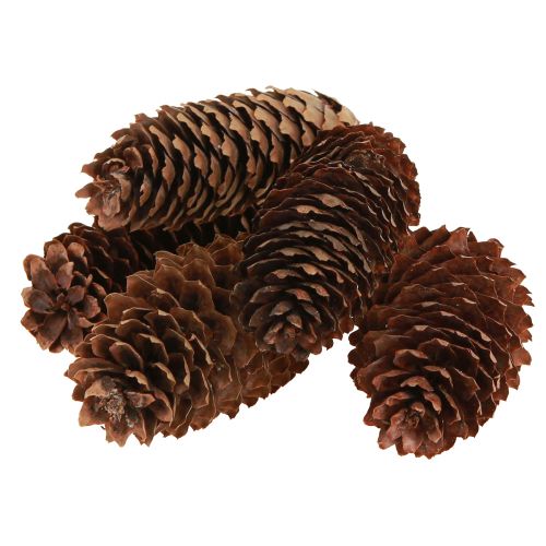 Artikel Vuren kegels natuurlijke decoratieve kegels voor ambachten 10-11cm 5 st
