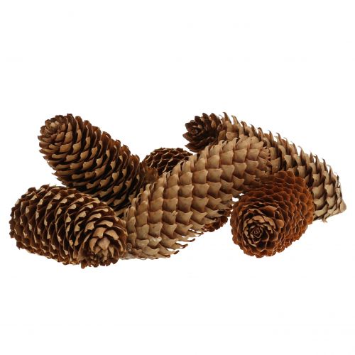 Floristik24 Vuren kegels natuur 13cm 12 st