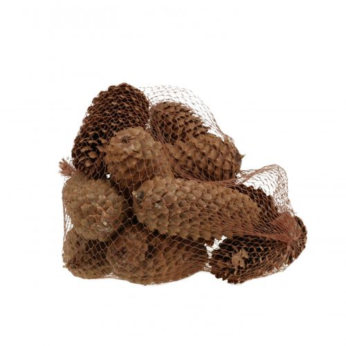 Floristik24 Vuren kegels natuur 13cm 12 st