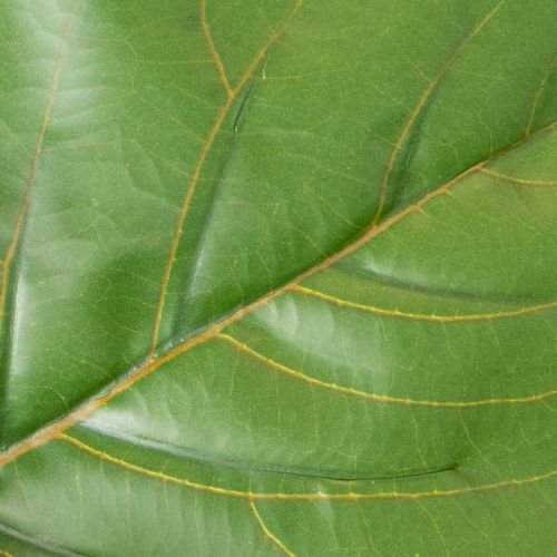 Kunstmatige Ficus lyrata 120 cm, decoratief voor de woonkamer | Floristik24.nl