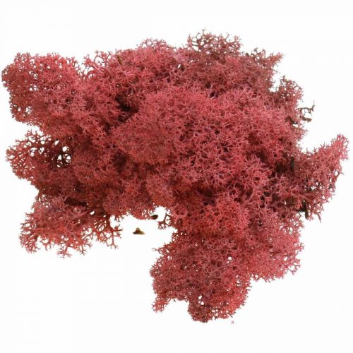 Floristik24 Decoratief mos Rood Bordeaux Rendiermos voor handwerk 400g