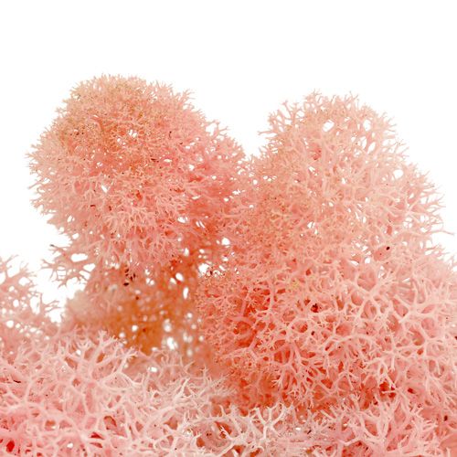 Artikel Decoratief mos IJslands mos roze 400g
