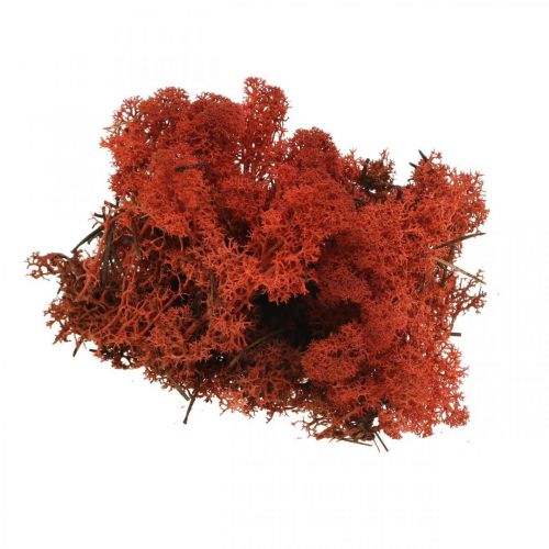 Artikel Decoratief Mos Rood Siena Natuurlijk Mos voor Ambachten Gedroogd, Geverfd 500g
