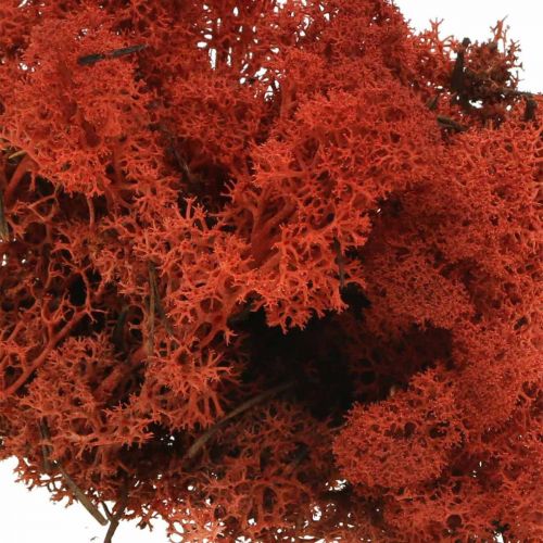 Artikel Decoratief Mos Rood Siena Natuurlijk Mos voor Ambachten Gedroogd, Geverfd 500g