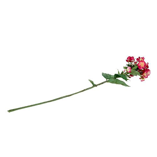 Floristik24 Roze vlambloem 72cm