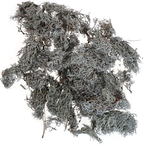 Korstmossen mosboom mos deco mos natuur 1kg