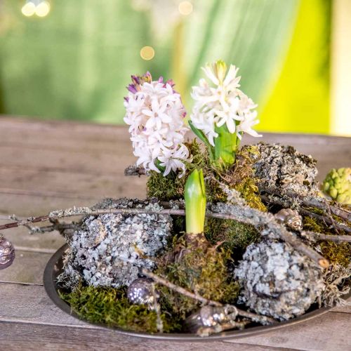 Floristik24 Korstmos natuurlijke decoratie met mosgrijs 500g