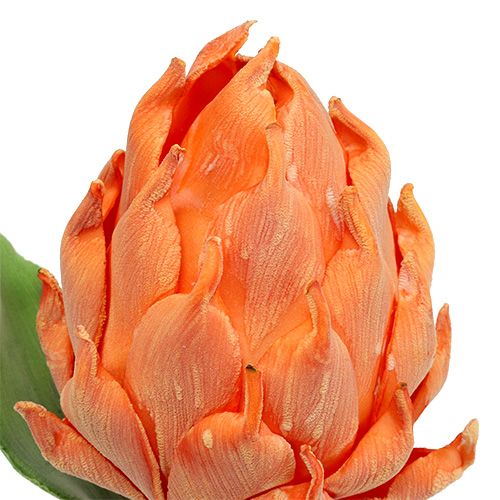 Floristik24 Schuim artisjok oranje 14cm L28cm 1p