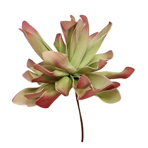 Floristik24 Schuimbloesem Ø12cm groen / rood 6st
