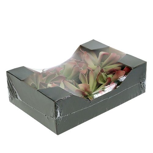 Floristik24 Schuimbloesem Ø12cm groen / rood 6st