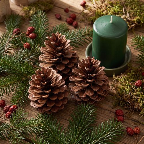 Dennenappels (Pinus maritima), zeepijnappels, decoratief, 12-13 cm, 3 stuks | Floristik24.nl