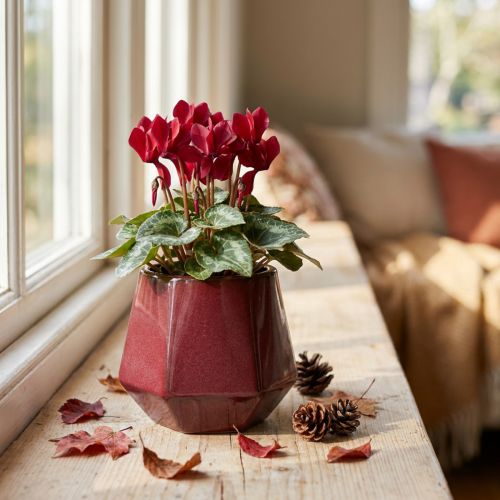 Bloempot Keramiek Rood Zeshoekig Ø10cm H9cm | Floristik24.nl