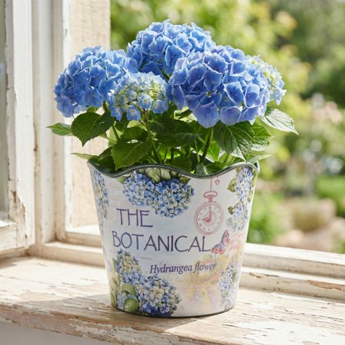 Plantenbak kunststof bloempot zomerhortensia's Ø16,5cm H13,5cm | Floristik24.nl