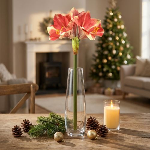 Kunstamaryllis roze en crème –