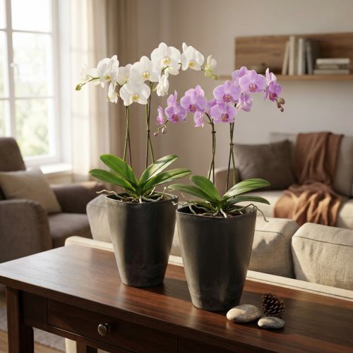 Artikel Orchideeënpot, bloempot, plastic, antraciet, 13,5x13x16,5 cm, 2 stuks
