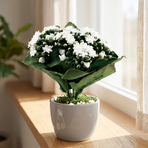 Kunst Kalanchoë Flaming Käthchen Wit 24cm | Floristik24.nl