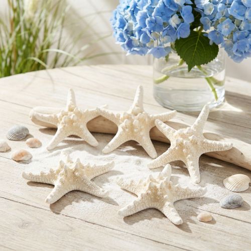 Decoratieve zeester grote gedroogde witte zeester met studs 19-26cm 5 st | Floristik24.nl