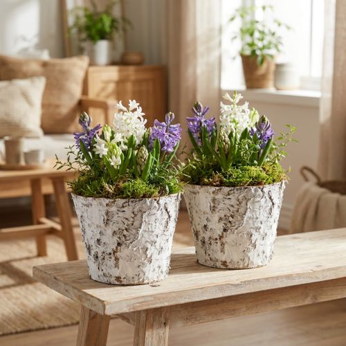 Decoratieve pot gewit berken plantenpot Ø18cm H15cm 2st | Floristik24.nl