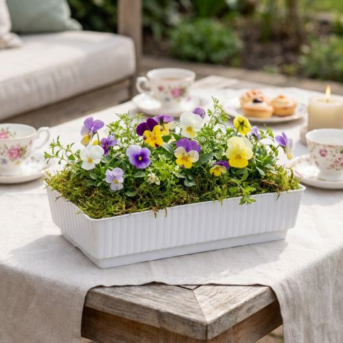 Sokkelschaal Lara 15cm x 8cm x 4cm 10st | Floristik24.nl