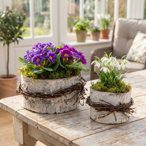 Plantenbak berkenhout berken pot wit Ø11/16cm set van 2 | Floristik24.nl
