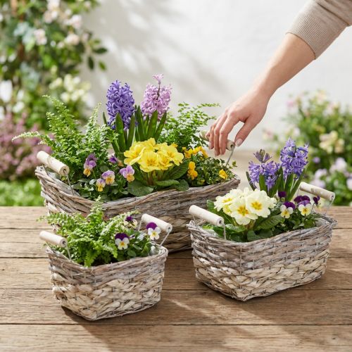 Plantenmand met handvatten, vierkante mandkom, natuurlijke plantenbak voor planten shabby chic gewassen wit L30/25.5/21 cm H12/11/10 cm set van 3 | Floristik24.nl