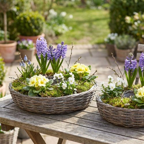 Plantenringen van houten rotan, naturel grijs, Ø40/45 cm, set van 2. | Floristik24.nl