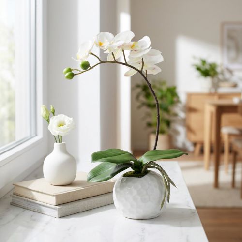 Phalaenopsis crème in keramieken pot 33cm | Floristik24.nl