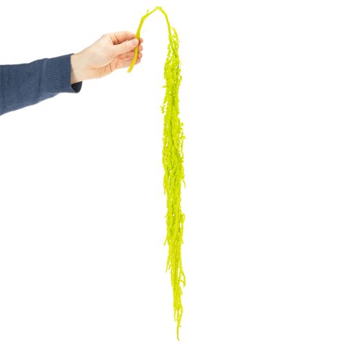 Artikel Gedroogde vossenstaartbloemen, geverfd, voor bijzondere woondecoratie en unieke accenten, 100 cm, 5 stuks