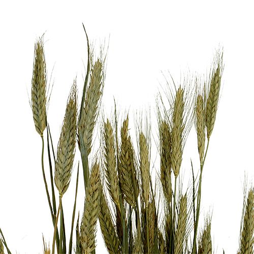 Artikel Gerstkorrel decoratie droge decoratie naturel 80cm bos 1 stuk