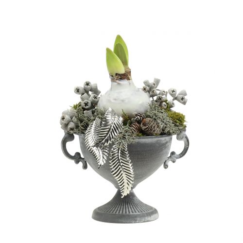 Floristik24 Eucalyptusvruchten gewaxt wit 250g