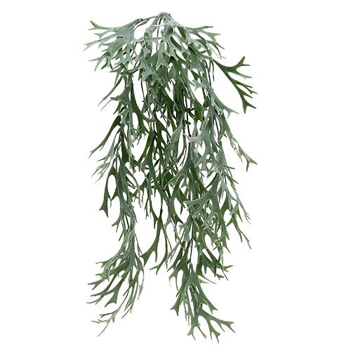 Floristik24 Gewei varen grijs-groen 60cm