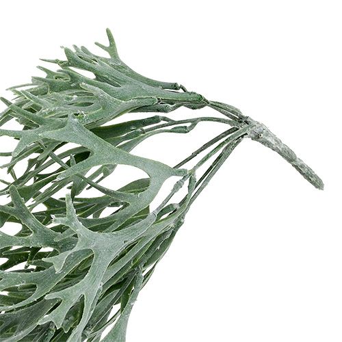 Floristik24 Gewei varen grijs-groen 60cm