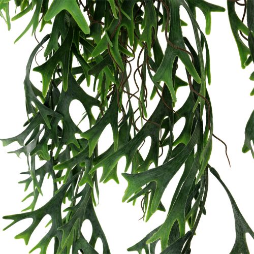 Floristik24 Gewei varenstruik hangend 84cm