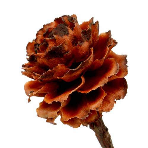 Artikel Glabrum II (1) 25 st