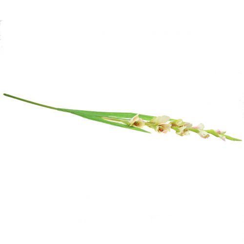 Floristik24 Gladiolen wit 93cm