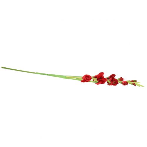 Floristik24 Gladiool Rood 93cm